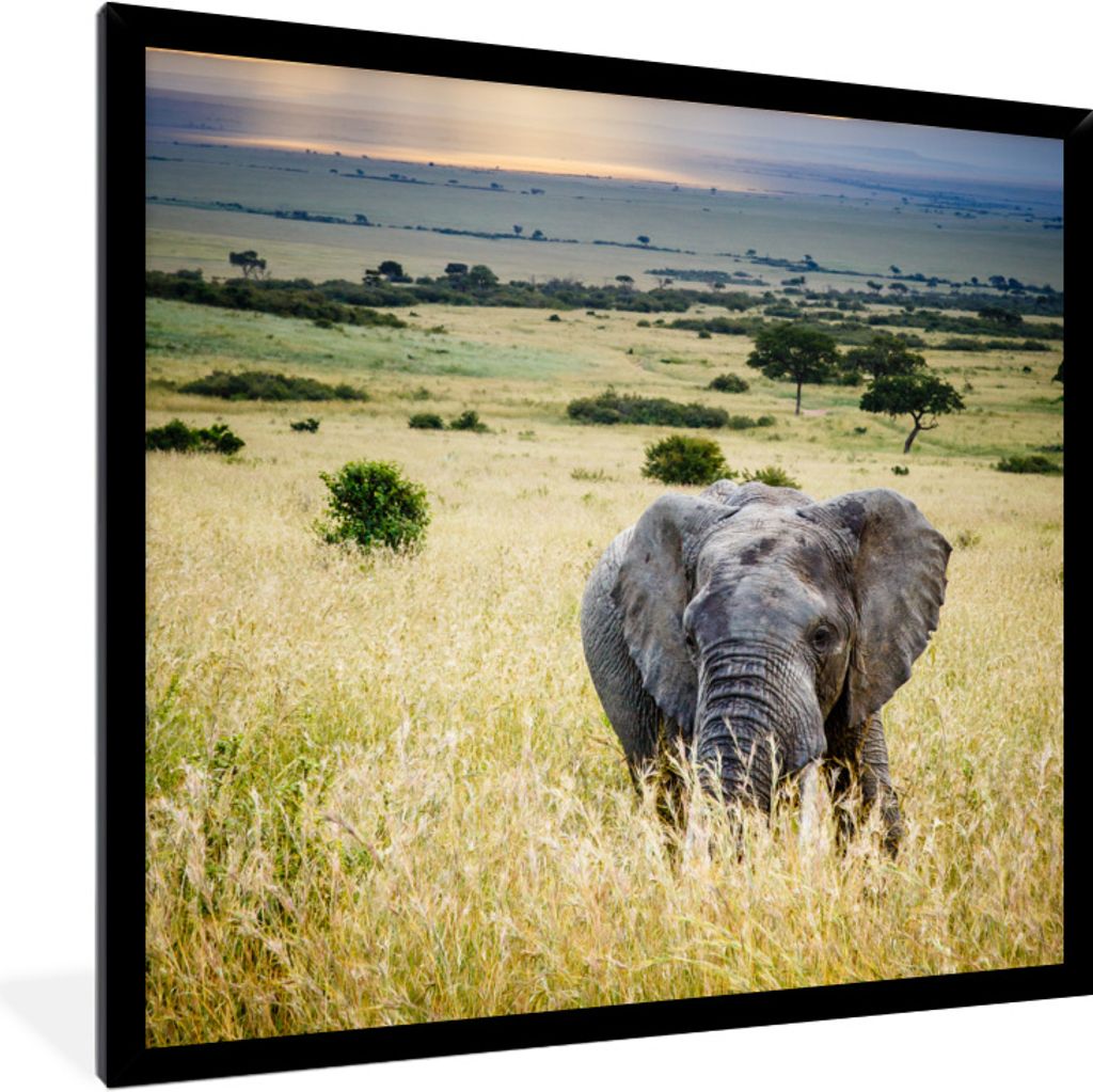 MuchoWow Gerahmtes Poster Sonnenstrahlen über einem Elefanten in der Savanne 40x40 cm - Poster mit Schwarzem Bilderrahmen Wandposter Rahmen Foto...