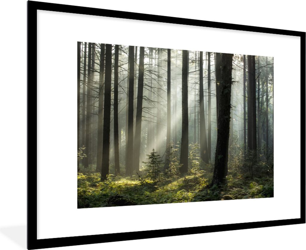 MuchoWow MuchoWow Gerahmtes Poster Wald - Pflanzen - Nebel 90x60 cm - Poster mit zchwarzem Bilderrahmen - Wanddekoration - Fotos