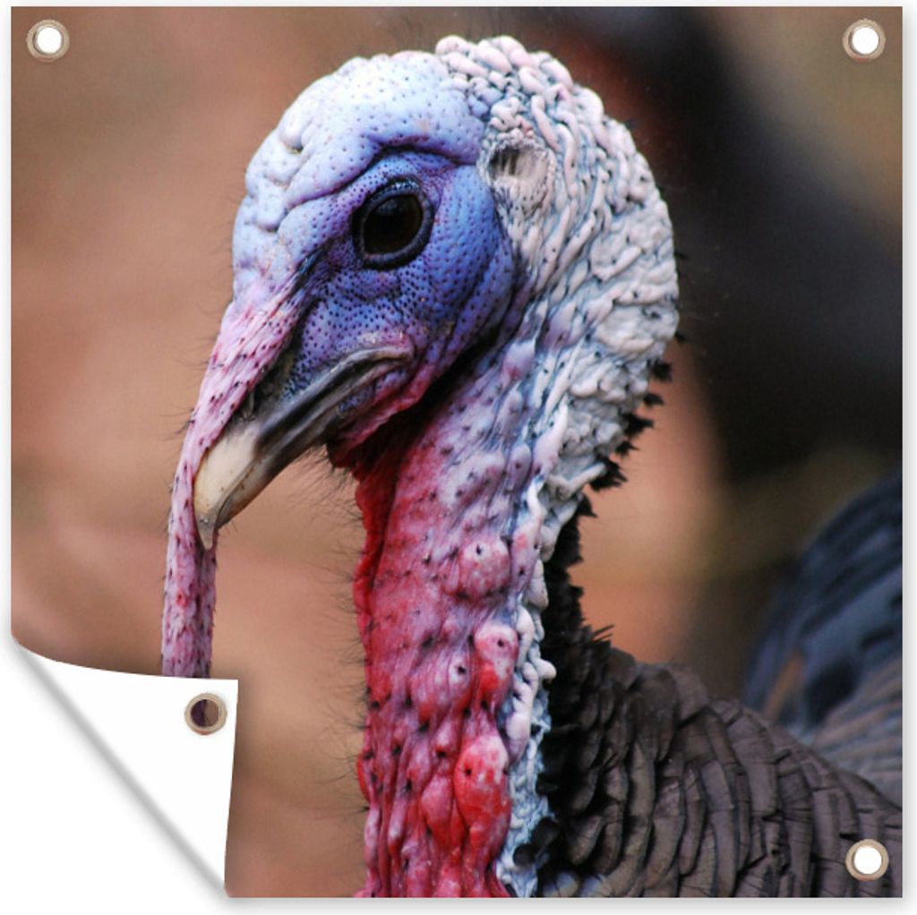 MuchoWow 80x60 cm Outdoor-Poster Gartendeko Sichtschutz Garten Poster für den Garten Nahaufnahme Truthahn