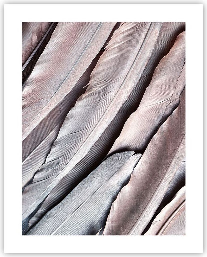 Poster - Poster ohne Rahmen - Federn Flügel Feder - 40x50 cm - Wand Bild - Wanddeko - Wandbilder - Kunstposter - Wandposter - Bilder - Kunstdruck ...