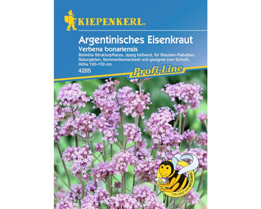 Argentinisches Eisenkraut / Verbene, mehrjährig, Produktbild 