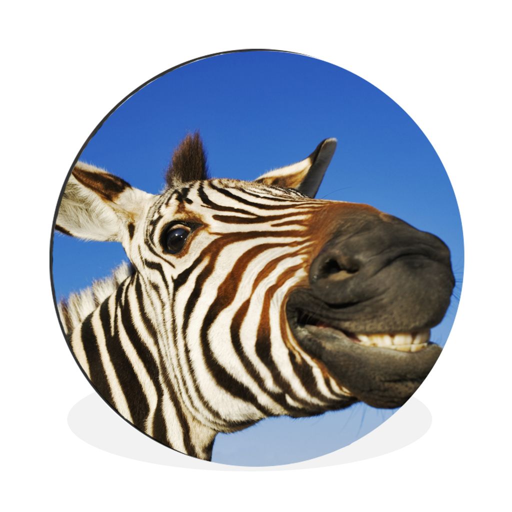 MuchoWow Aluminium Wandkreis Zebra - Lustig - Kinder - Jungen - Mädchen Ø 90 cm Wanddeko Modern Wohnzimmer - Mauerkreis - Wandbilder - Runde Bi...