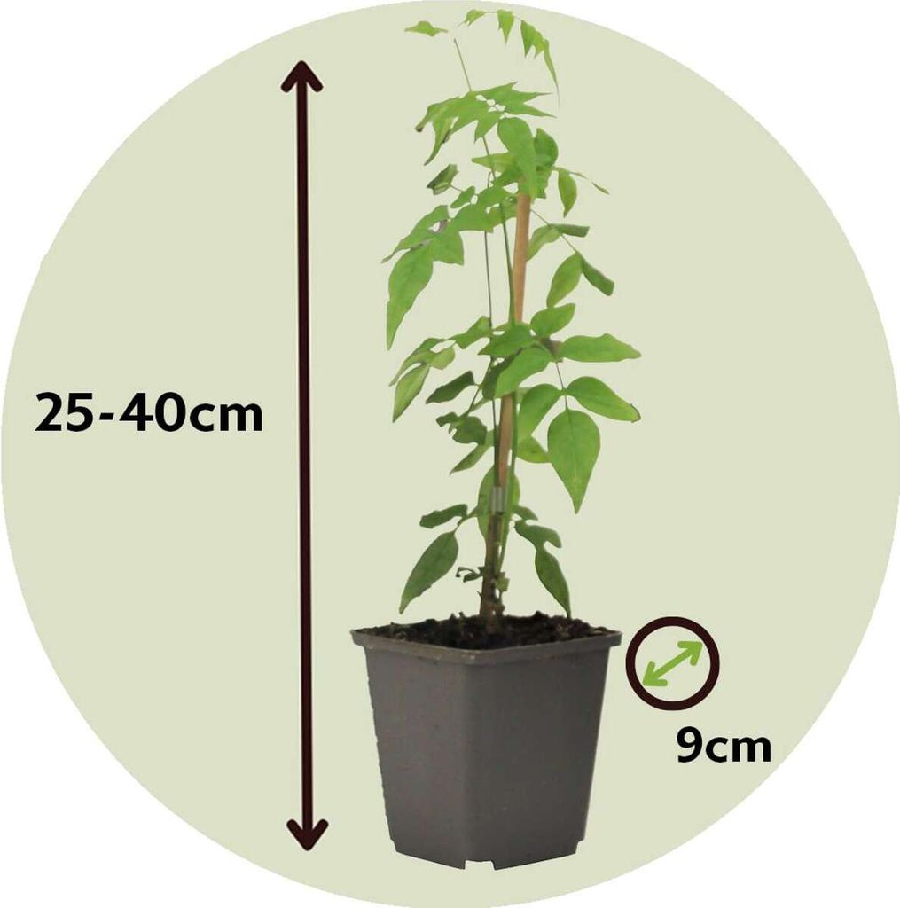 Jasmin - 3 Stk - Jasminum 'Officinale' - Höhe 25-40cm - Produktbild 2