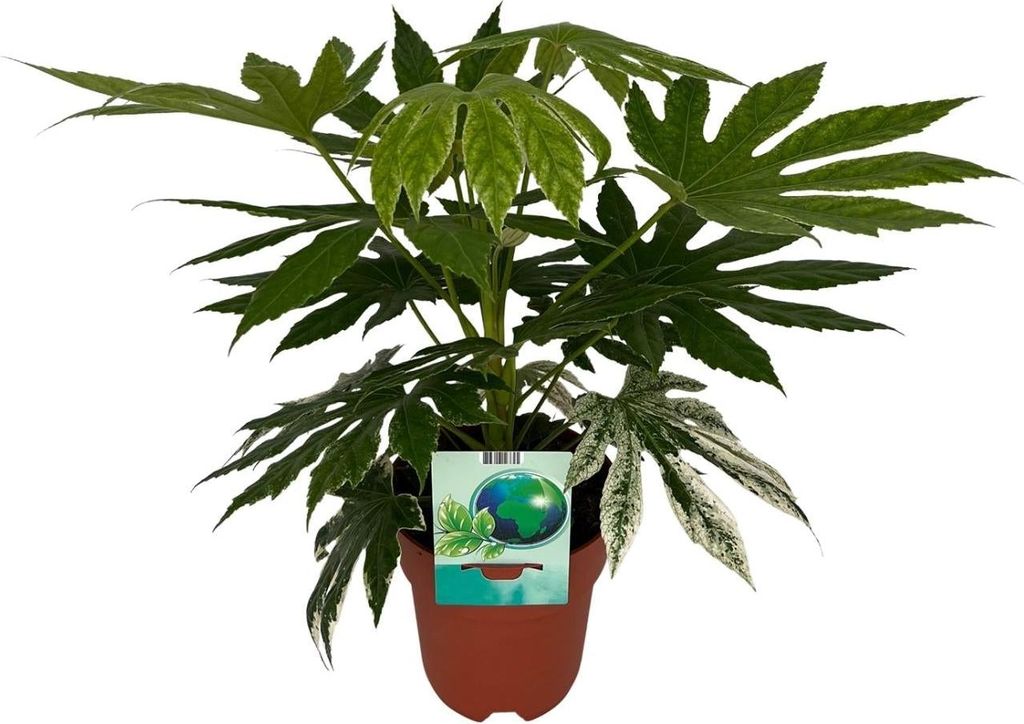 Weiß – Bunte Zimmeraralie Fatsia Japonica Variegata Spiderweb – Zimmerpflanze – Ø19cm 60cm – Immergrüne Zierpflanze mit panaschiertem...