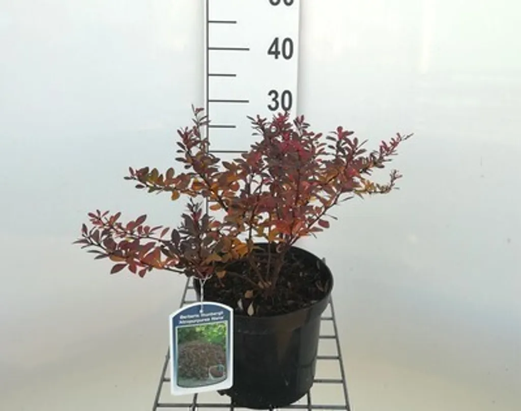 Berberis thunbergii nain : idéal pour bordures et bacs de terrasse