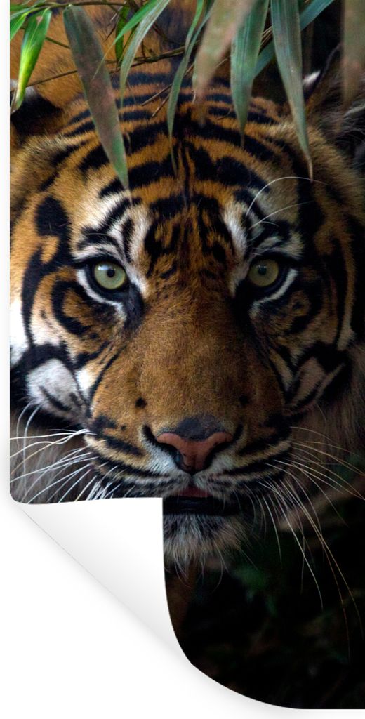 MuchoWow Wandtattoo Wandsticker Wandaufkleber Tiger - Blätter - Dschungel - Tiere - Wild 20x40 cm Selbstklebend und Repositionierbar - Selbstkle...
