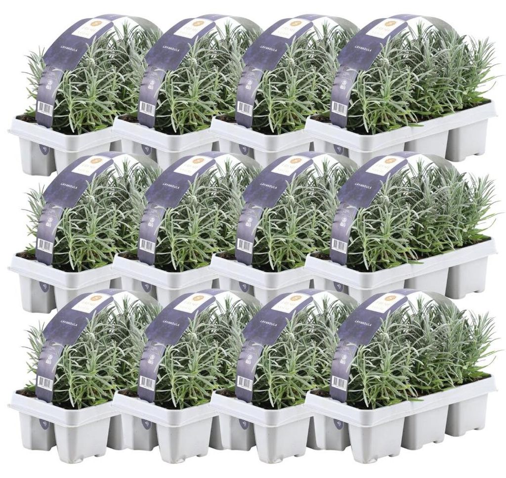 Plants by Frank | 72 Plantes de lavande vraie | Lavandula Image du produit 