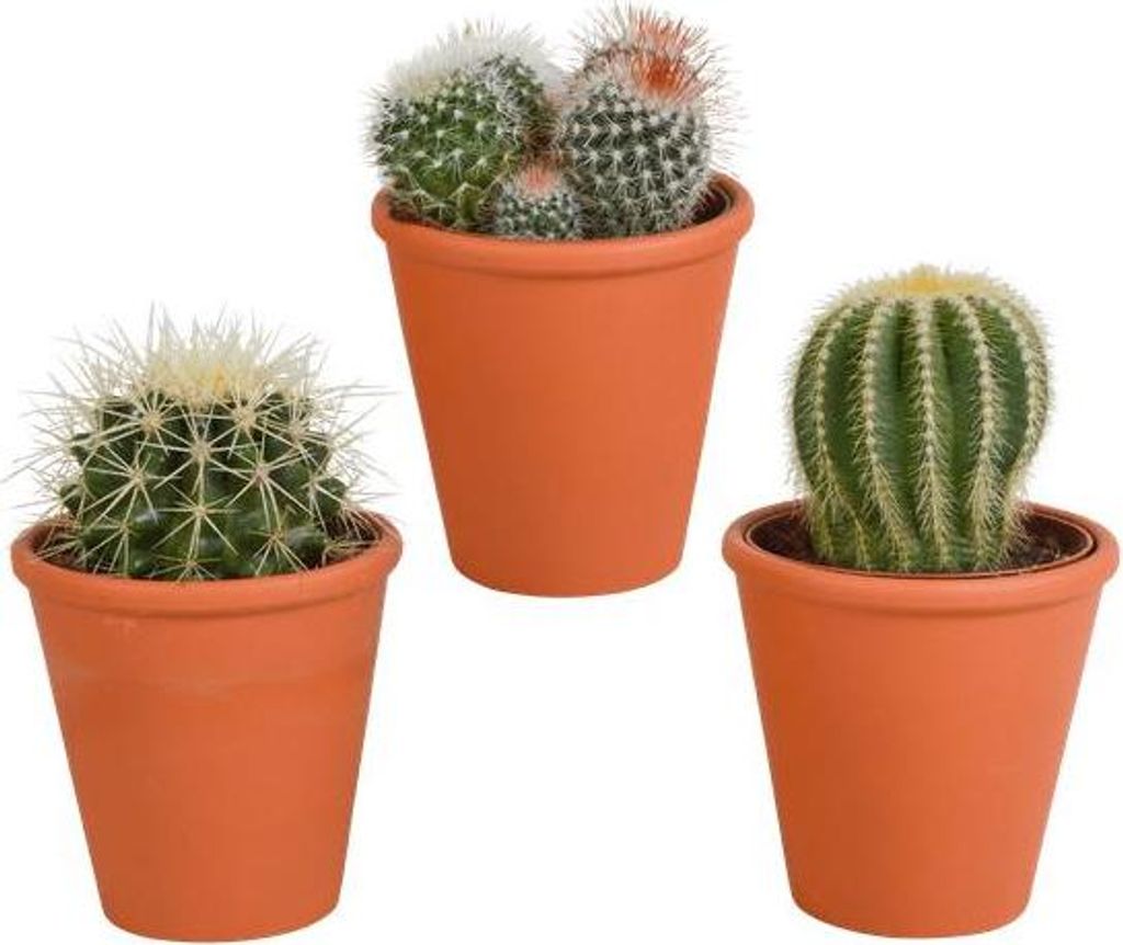 Kaktus Bolcactus Mix – 3 Pflanzen – Ø8,5cm Zimmerpflanzen im Terrakotta – Topf – Verschiedene Kugelkakteen