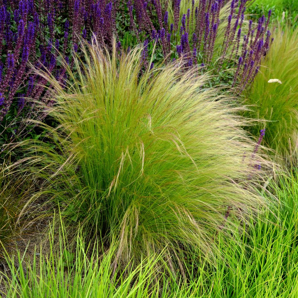 Bloomique - 3er Set - Stipa Tenuissima Pferdeschwänze - Produktbild 
