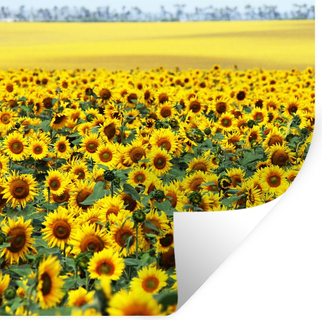 MuchoWow Wandtattoo Wandsticker Wandaufkleber Sonnenblume - Blumen - Natur 80x80 cm Selbstklebend und Repositionierbar - Wierderverwendbar - Selb...