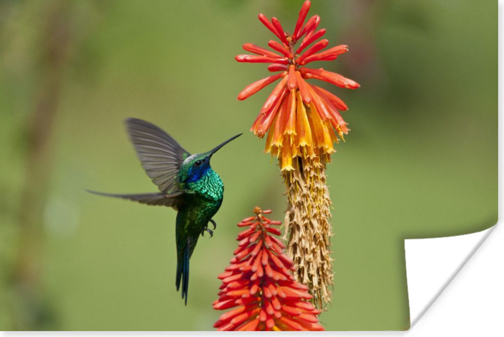 MuchoWow Poster Vogel - Kolibri - Blumen 180x120 cm - Fotoplakat