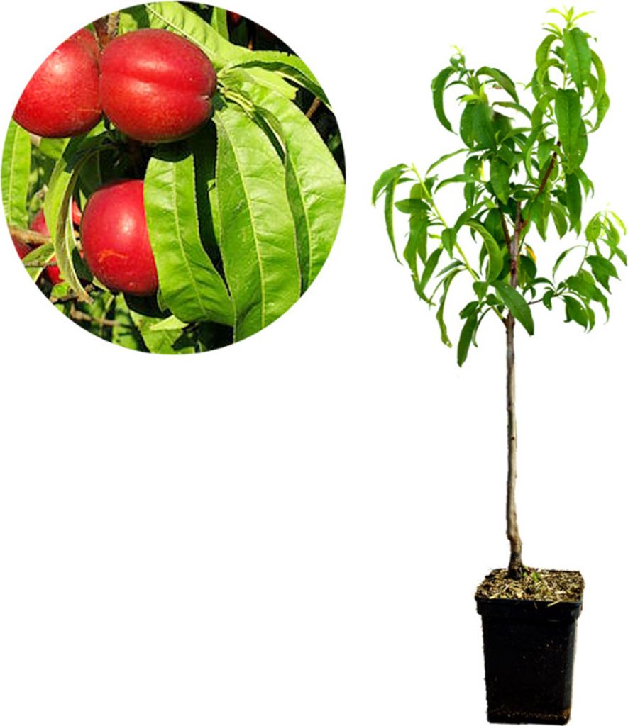 Prunus Persica 'Nectared' Nektarine - Höhe 100 cm - Produktbild 
