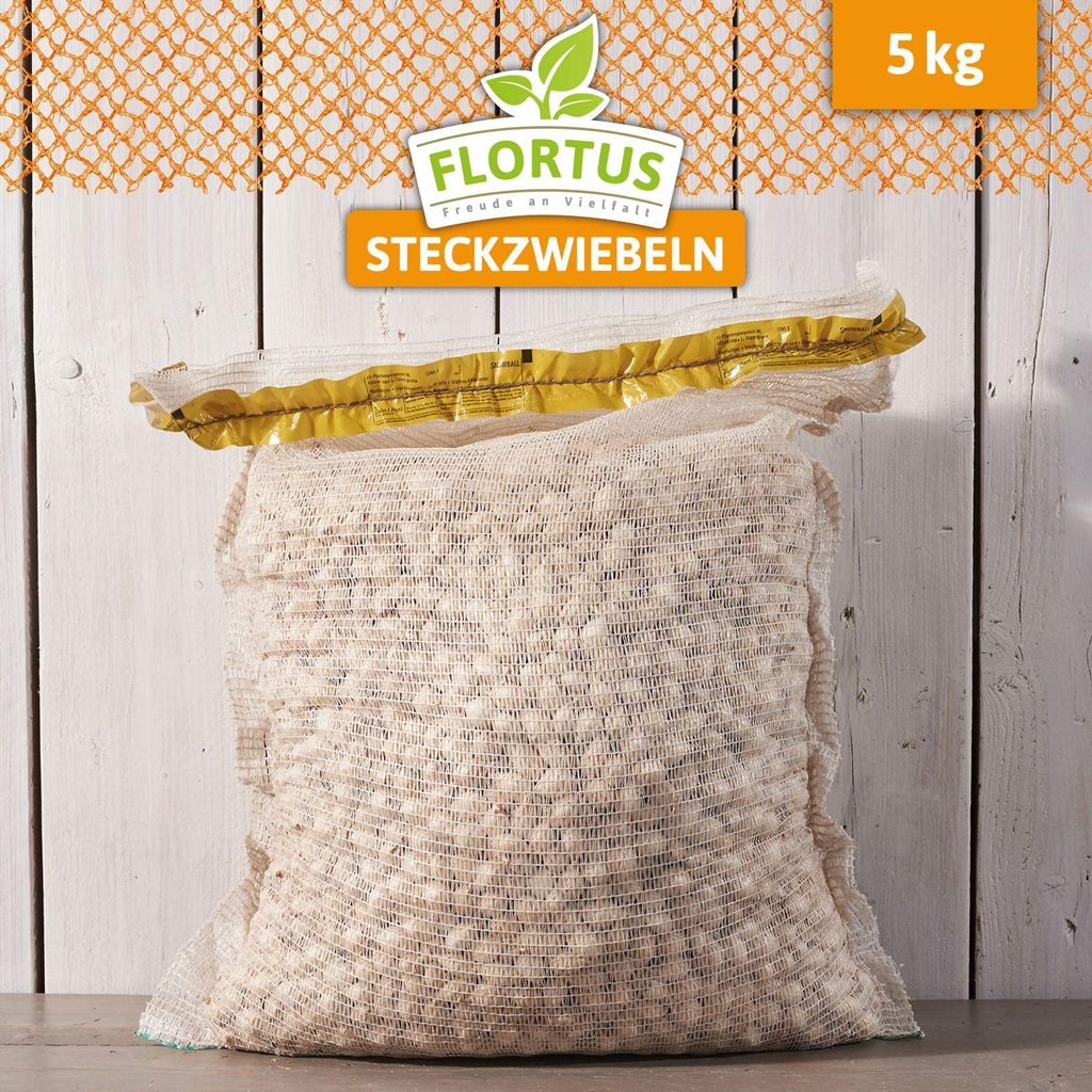 Wintersteckzwiebel Snowball | Steckzwiebeln von FLORTUS, Menge:5 kg