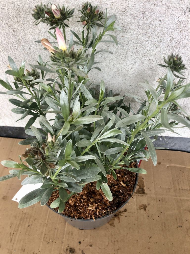 Convolvulus cneorum - BlŸtenstrauch 25-30 cm Container