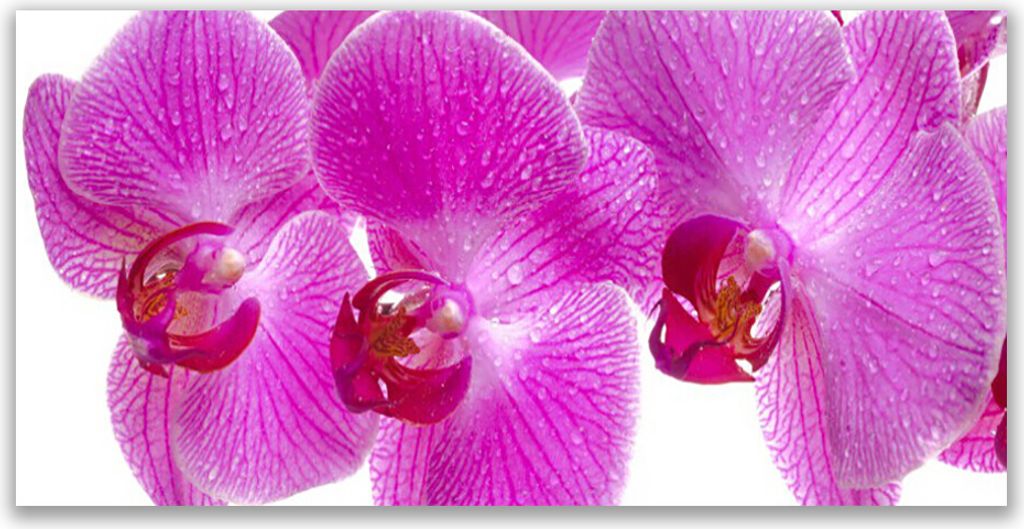 Tulup Leinwand-Bilder 140x70 Wandbild Canvas Kunstdruck Blumen Pflanzen