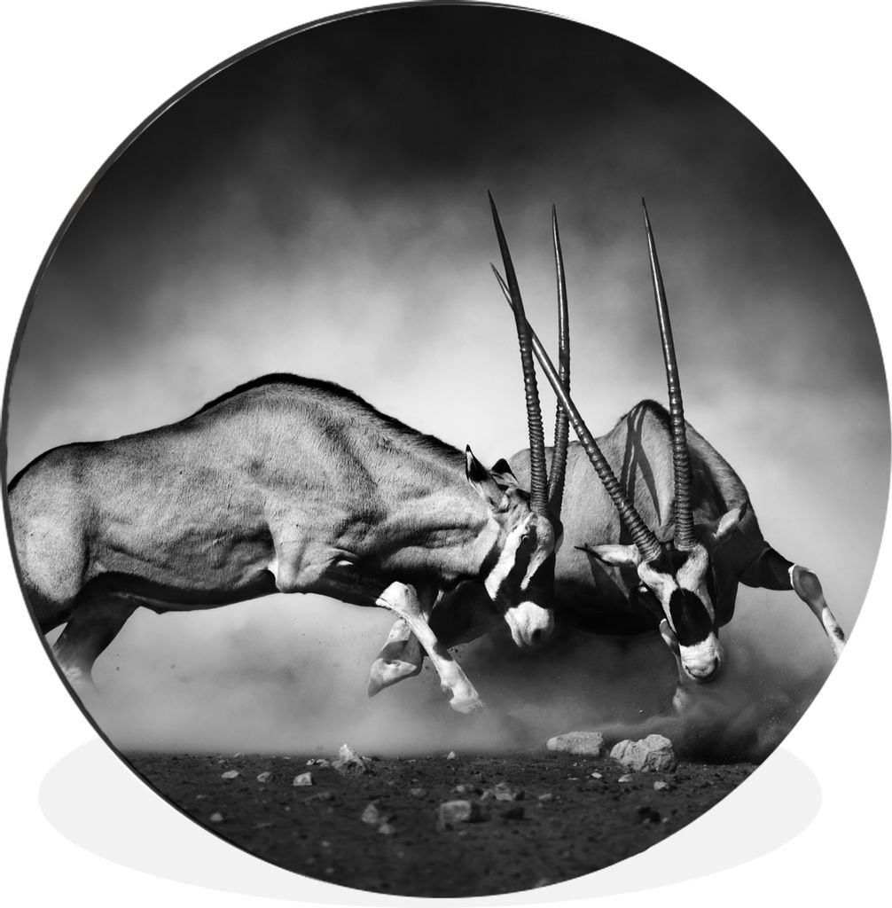 MuchoWow Aluminium Wandkreis Antilope - Schwarz und weiß - Porträt - Wildtiere - Tiere Ø 90 cm Wanddeko Modern Wohnzimmer - Mauerkreis - Wandb...