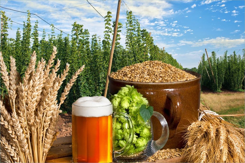 Wallario selbstklebendes Poster - Frisch gezapftes Bier, Hopfen und Malz, Größe: 61 x 91,50 cm