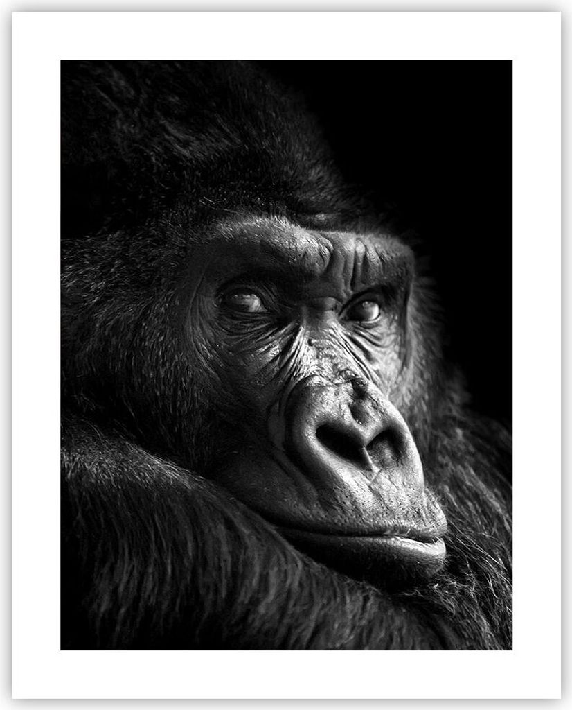 Poster - Poster ohne Rahmen - Affe Gorilla Porträt - 40x50 cm - Wand Bild - Wanddeko - Wandbilder - Kunstposter - Wandposter - Bilder - Kunstdruck...