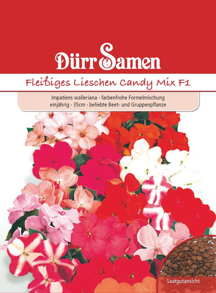 Dürr-Samen - Fleißige Lieschen Mischung F1 einjährig 35 cm Produktbild 
