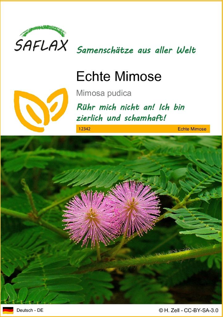 SAFLAX  - Echte Mimose - Mimosa pudica - 70 Samen Produktbild 