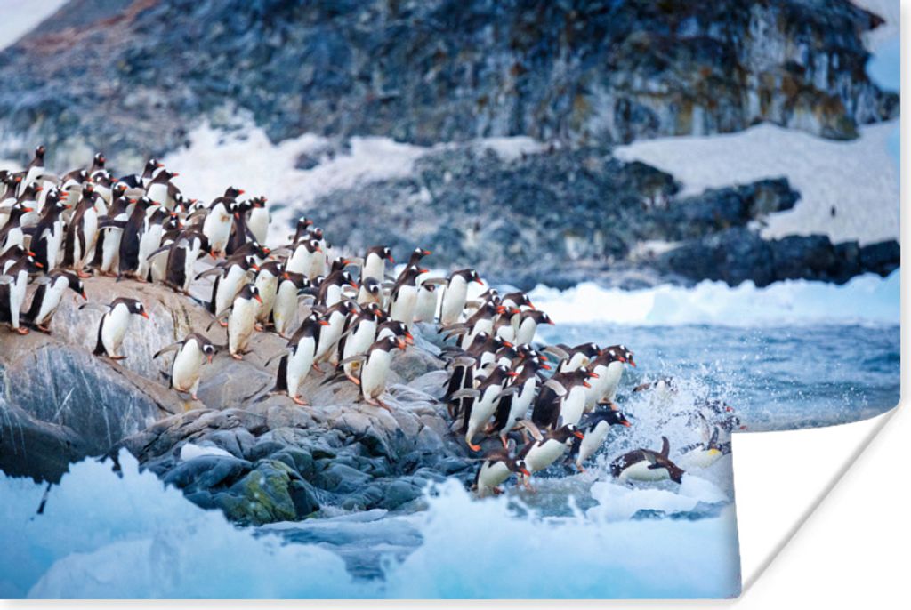 MuchoWow Poster Eine Gruppe von Pinguinen taucht von einem Felsen ins Wasser 180x120 cm - Fotoplakat