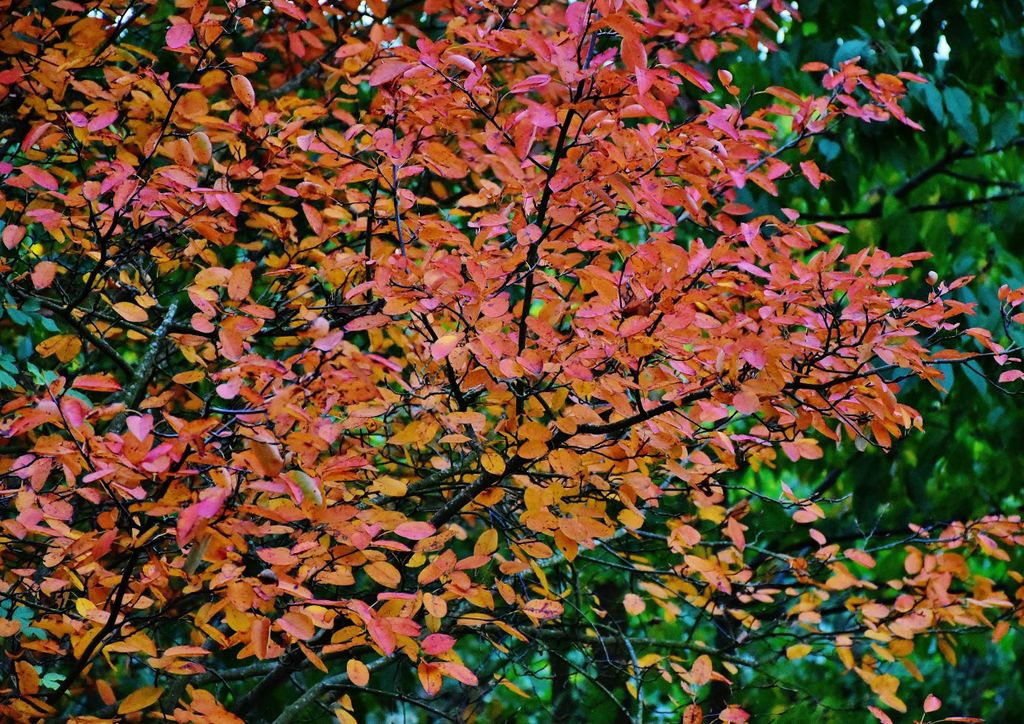 hansepuzzle 43431 - Herbstblätter Puzzle, 260 Teile, Natur, 41,0 x 28,0cm mit hochwertiger Aufbewahrung, Kartonbox und wiederverschließbarem Beutel