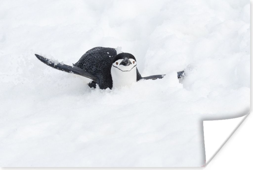 MuchoWow Poster Ein Pinguin rutscht auf seinem Bauch durch den Schnee 60x40 cm - Schlafzimmerdekoration