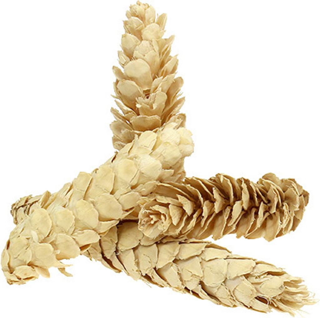 Gebleichte Strobus Zapfen 15-20cm, Naturdeko für Trauer & Weihnachten, 50 Stück