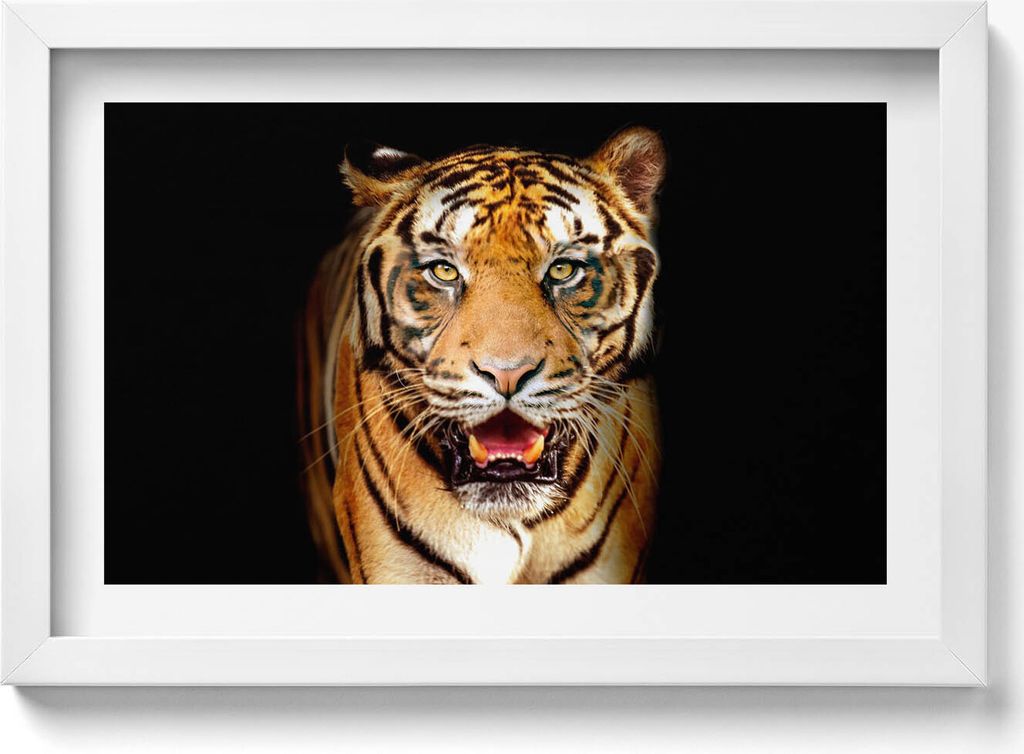 Ausdrucksstarke wilde Tigerkatze– Wandbild mit Rahmen – Gerahmtes Bild – Wanddekoration – 30x20 cm – Weiß Rahmen