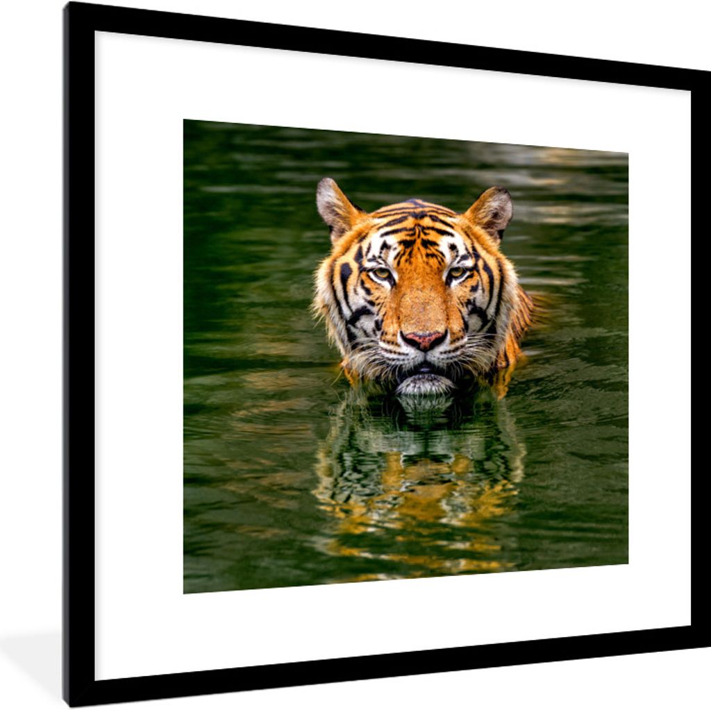 MuchoWow Gerahmtes Poster Tiger im Wasser 40x40 cm - Poster mit Schwarzem Bilderrahmen Wandposter Rahmen Foto Bilder - Poster - Plakat im Rahmen