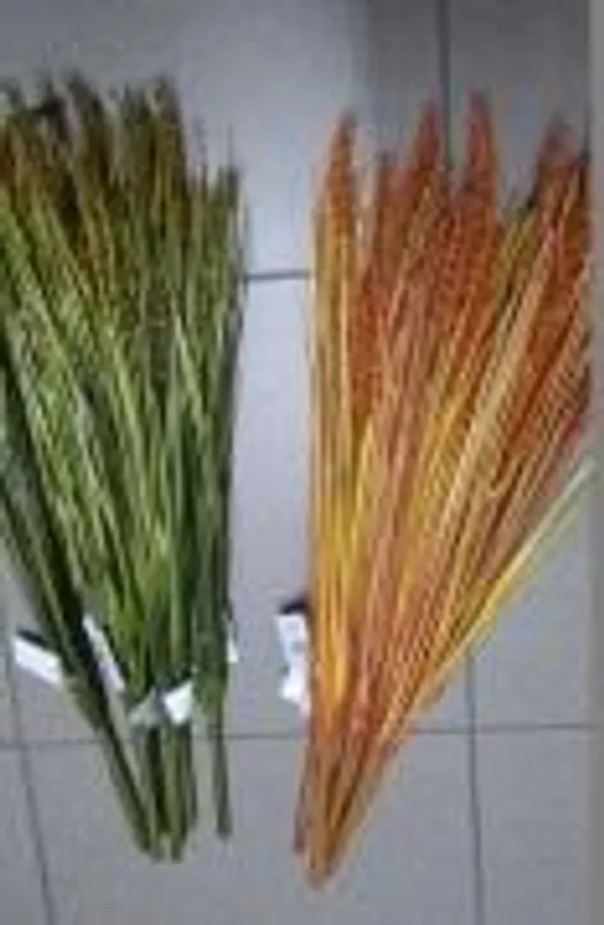 Décoration de mariage : 6 brins de seigle pour table et centre de fête