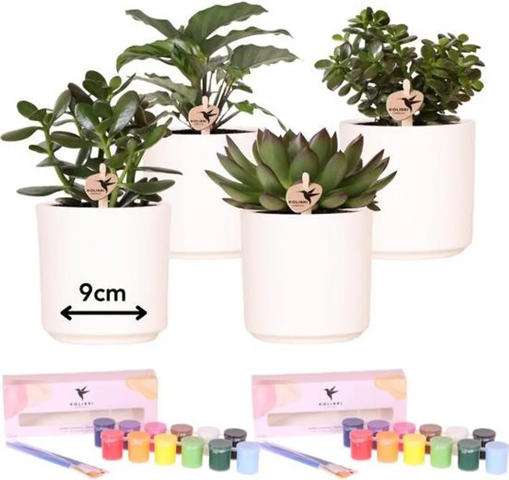 Activité DIY peinture pour pot de fleurs : coffret cadeau pour 4 personnes