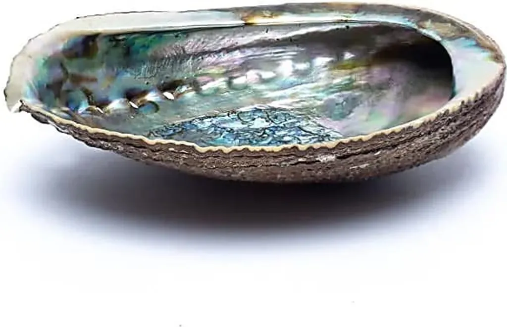 Coquillage de Smudging en Nacre Green Abalone Taille M 12 à 16 cm