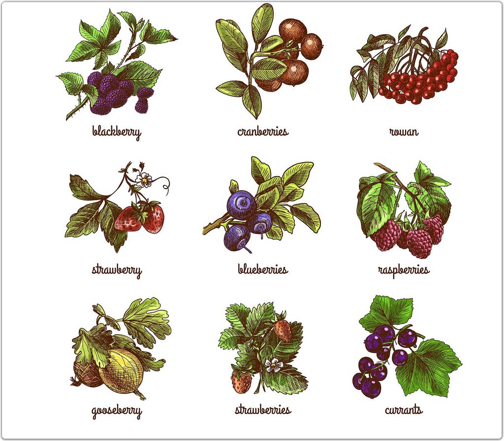 Spritzschutz Herdabdeckplatte Schneidebrett aus Glas Skizze aus Beeren 1-Teilig (60x52cm)