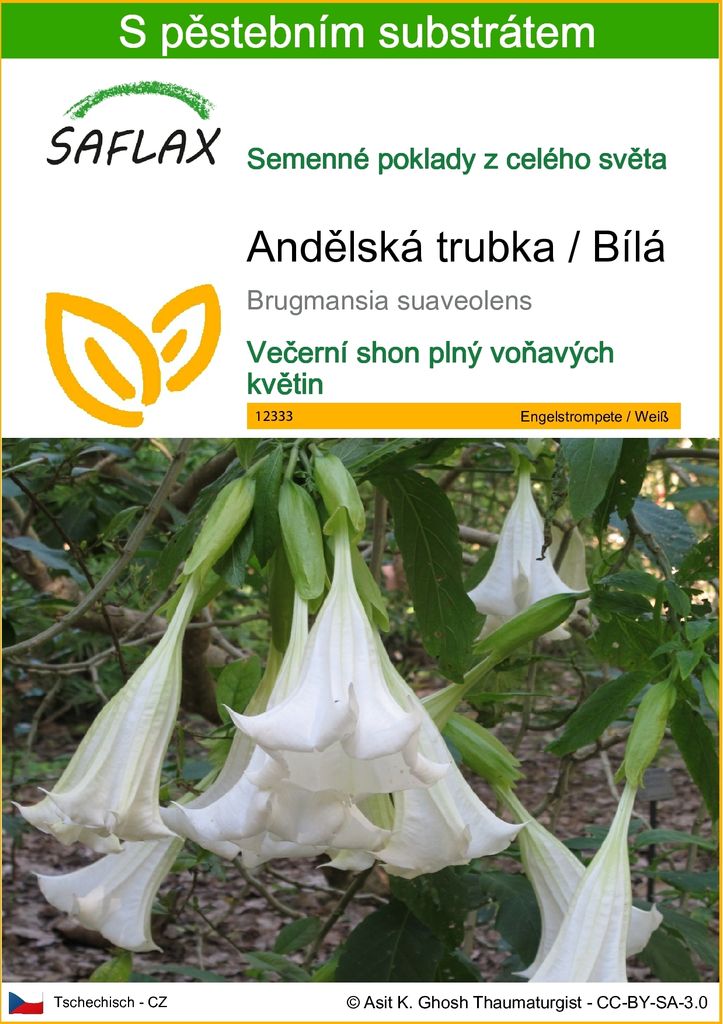 SAFLAX - Andělská trubka / Bílá - Brugmansia suaveolens - Obrázek produktu 