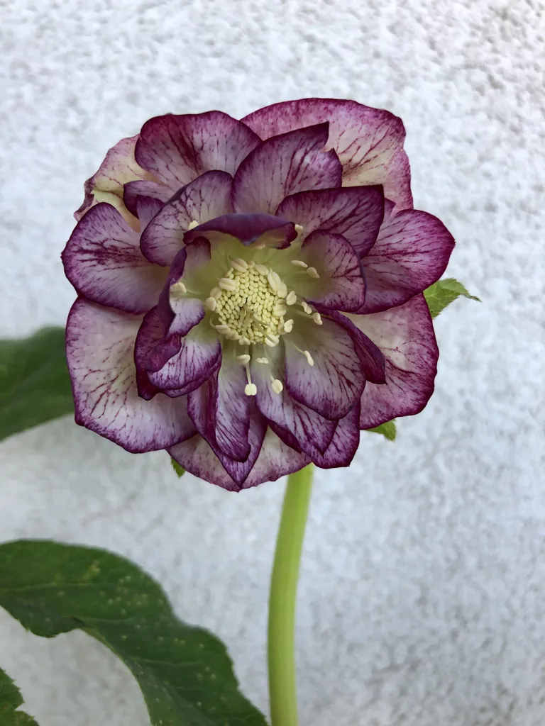 Hellébore Double Ellen Picotee : Lot de 6 Vivaces d'Hiver en Pots