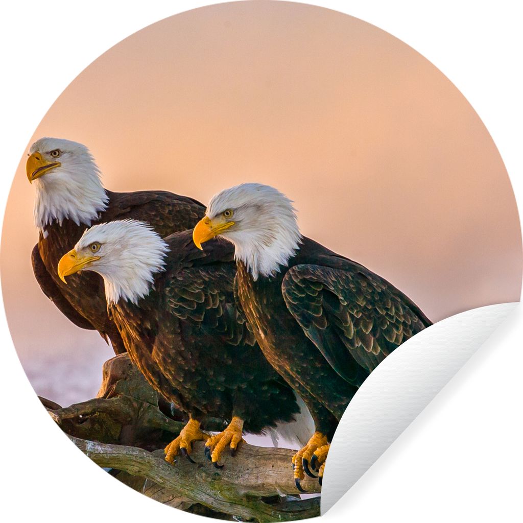 MuchoWow Runde Wandtattoo - Wandsticker Tapete Aufkleber Vögel - Natur - Raubvögel - Adler Ø 50 cm Selbstklebend und Repositionierbar - Wandau...