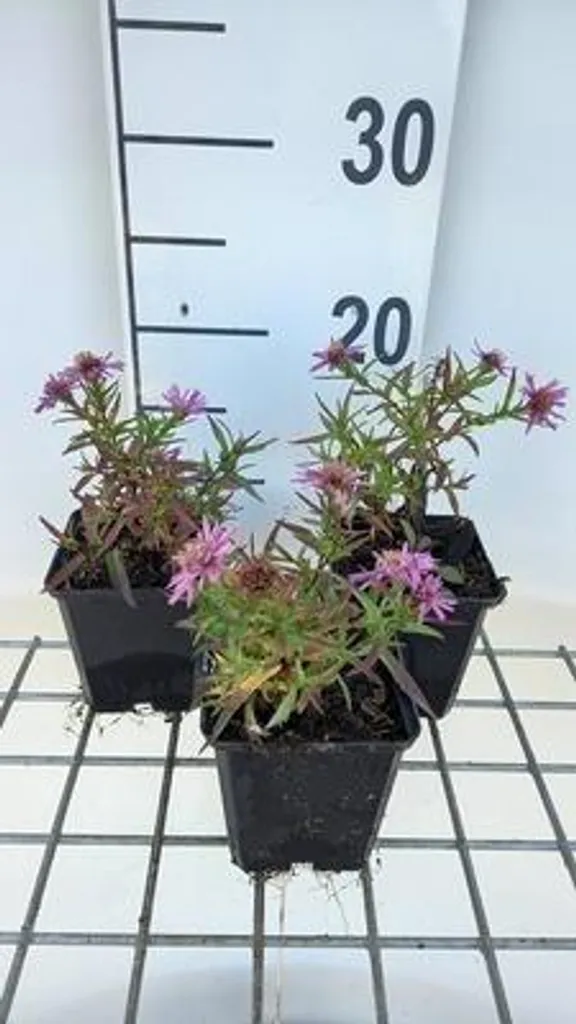 Aster 'Alice Haslam' - Pack de 6 Plantes pour Fleurir le Jardin en Automne