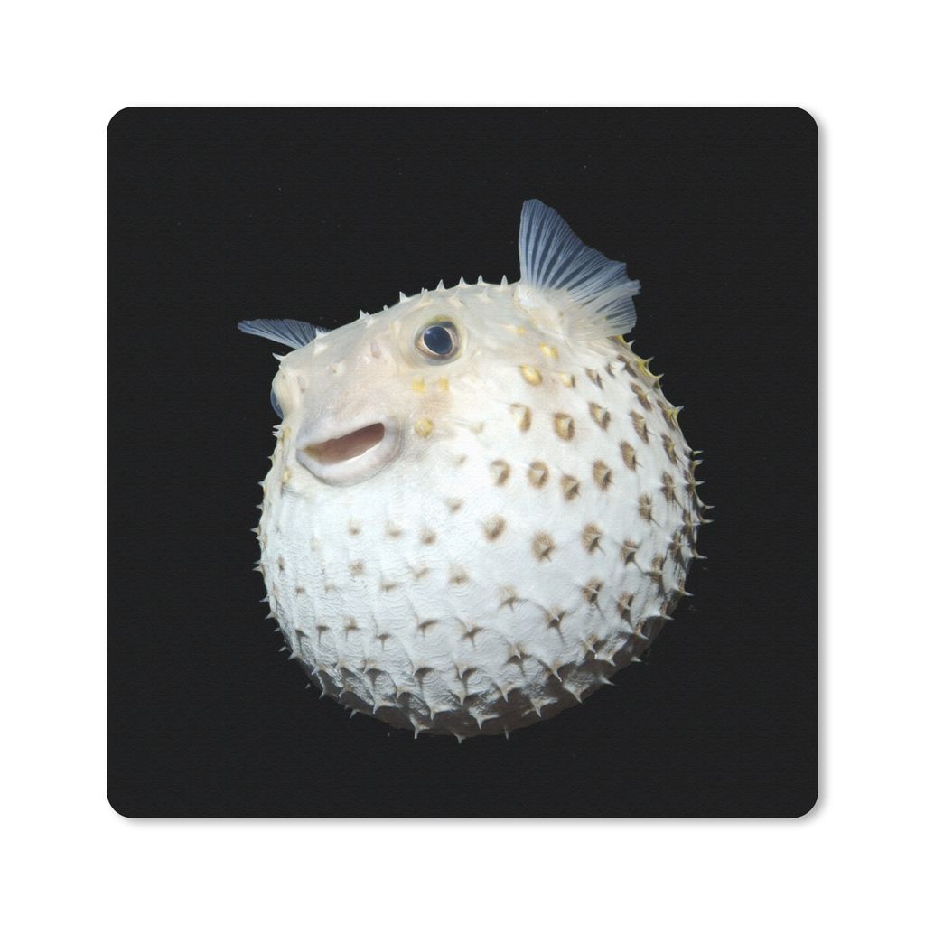 MuchoWow Mauspad Mousepad Fische - Meerestiere - Porträt 30x30 cm - Mousepads - Maus Mat - Pad - Mausunterlage - Gaming