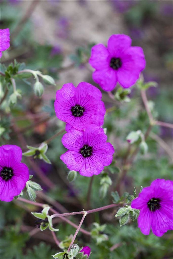Geranium cinereum 'Carol', Storchschnabel, rosa, ca. 9x9 cm Topf