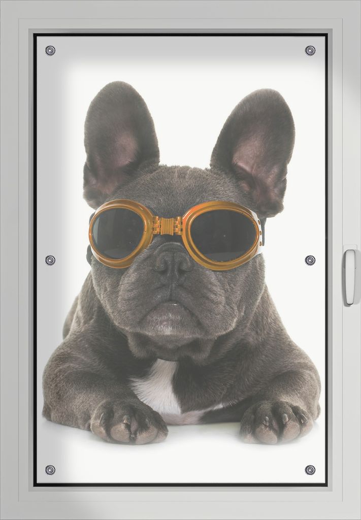 Wallario Lichtschutzbild, Dekorativer Sichtschutz Sonnenschutz 60 x 93 cm mit Motiv: Cooler Hund mit Sonnenbrille in orange - Französische Bulldog...
