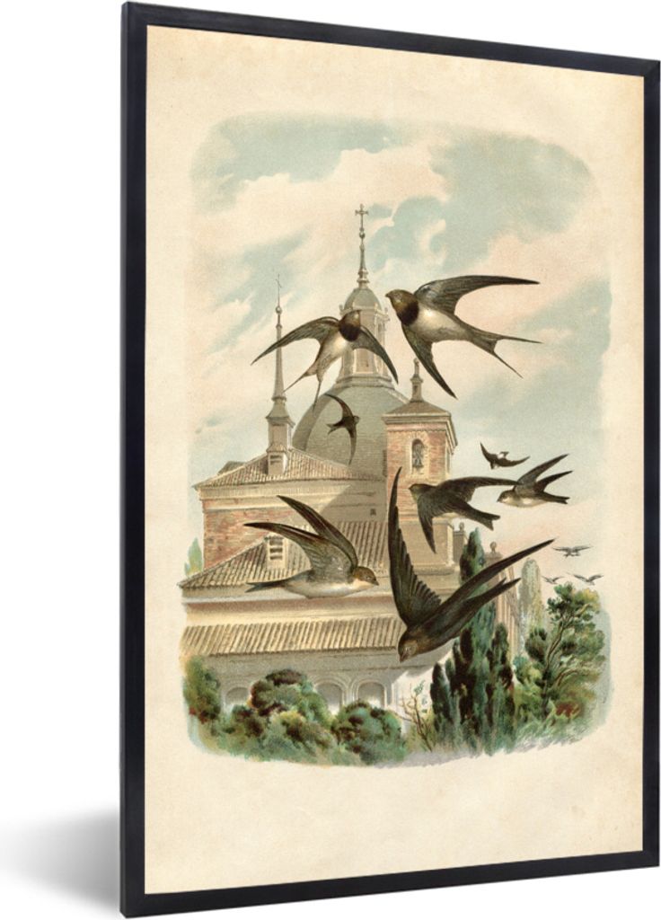 MuchoWow MuchoWow Gerahmtes Poster Antiker Vogeldruck Schwalben 60x80 cm - Poster mit zchwarzem Bilderrahmen - Premium - Wanddeko Wohnzimmer