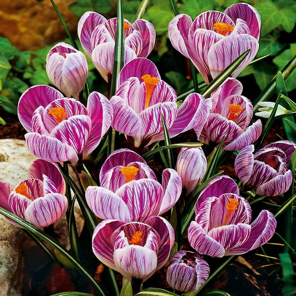 Krokus Wielkokwiatowy Pickwick XXL 10 szt. Krokusy Cebulki Zdjęcie produktu 