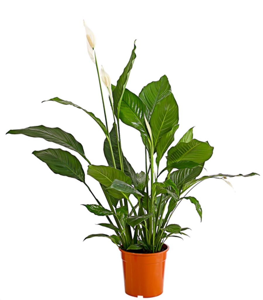 Dehner Einblatt Sebastian, Spathiphyllum wallisii, creme-farbene Blüten, 110-120 cm, Ø Topf 24 cm, Zimmerpflanze