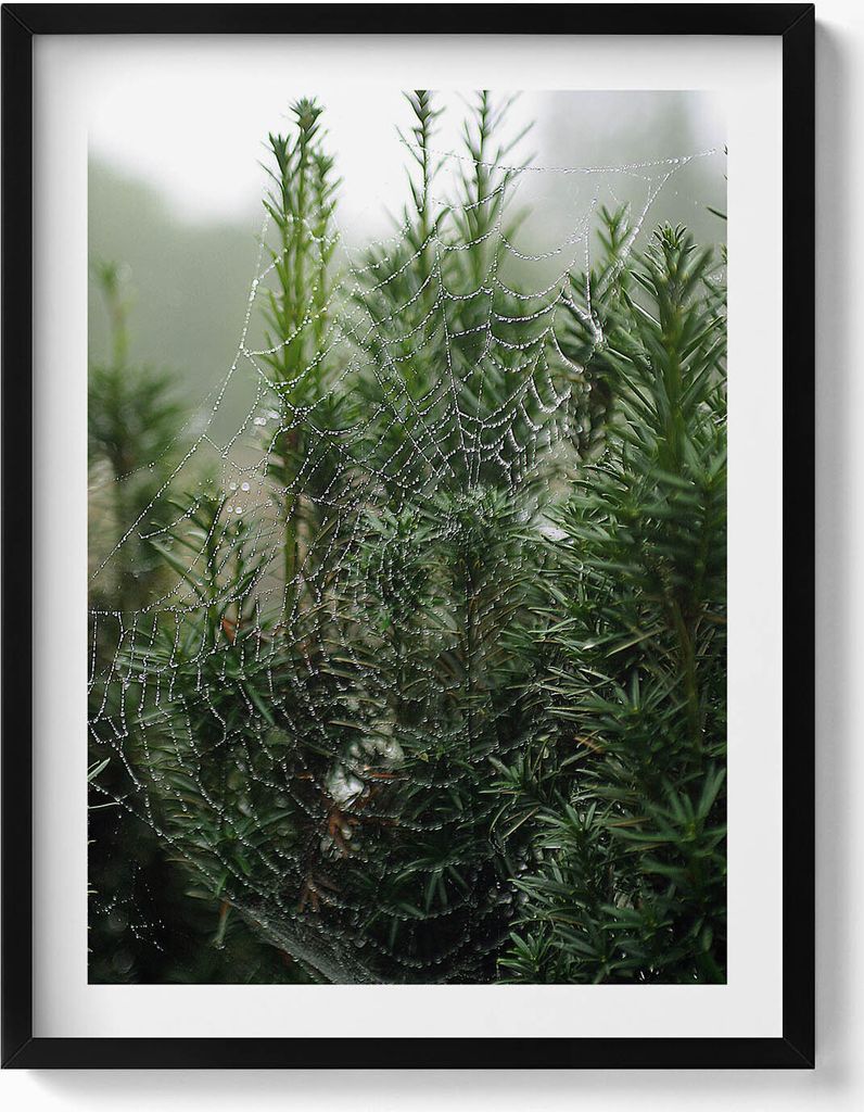 Spinnennetz mit Tau auf einem Baum– Wandbild mit Rahmen – Gerahmtes Bild – Wanddekoration – 60x80 cm – Schwarz Rahmen