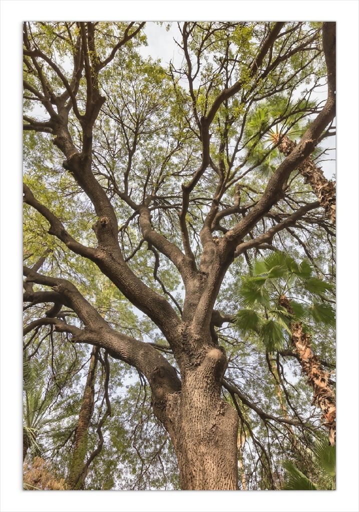 Wallario Wandbild Weit verzweigter Baum mit Palmen - Ansicht aus der Froschperspektive, Größe: 61 x 91,5 cm, Poster mit rahmenlosen Bildhalter