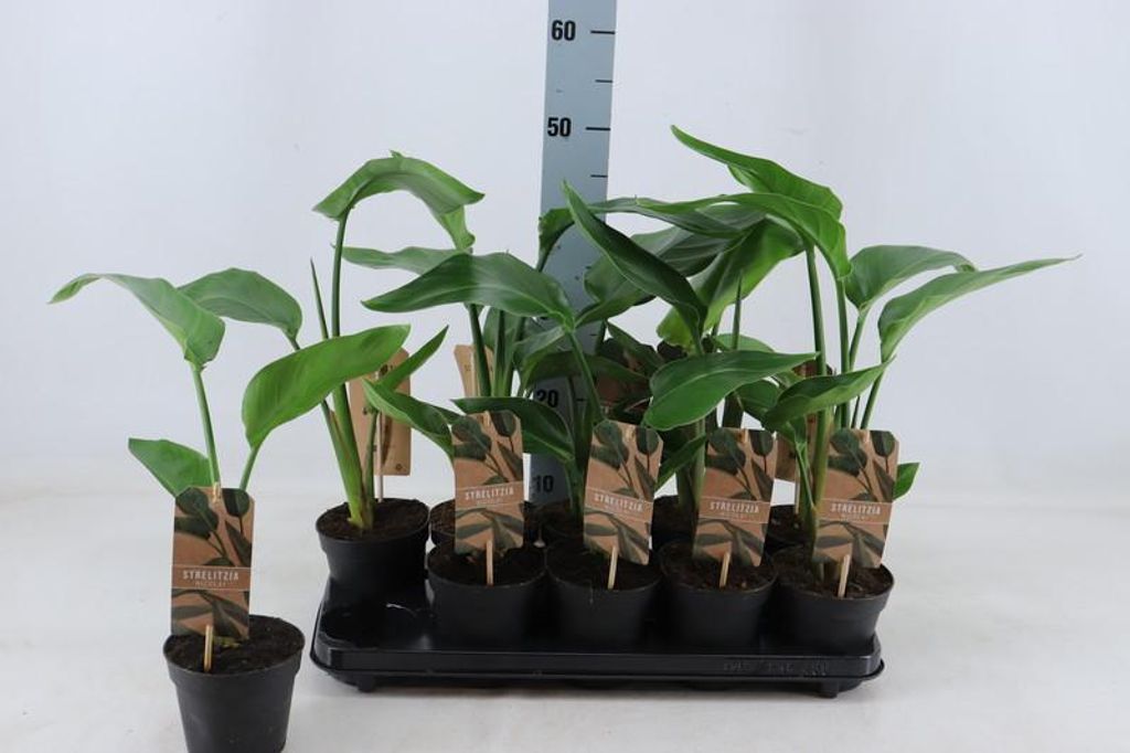 Strelitzia nicolai 25 cm Drzewo Strelitzia Drzewo Kwiat Zdjęcie produktu 