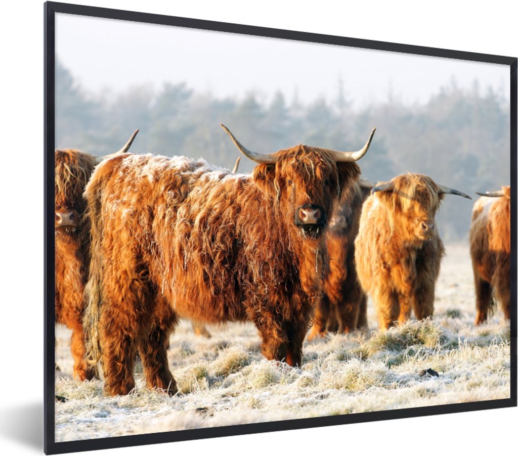 MuchoWow Gerahmtes Poster Schottische Highlander - Schnee - Wald 80x60 cm - Poster mit Schwarzem Bilderrahmen Wandposter Rahmen Foto Bilder - Sch...