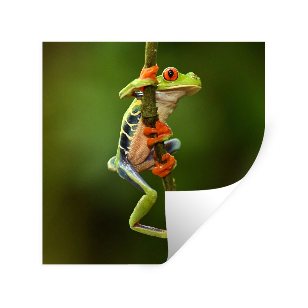 MuchoWow Wandtattoo Wandsticker Wandaufkleber Rotaugenlaubfrosch im Dschungel 100x100 cm Selbstklebend und Repositionierbar - Wierderverwendbar -...
