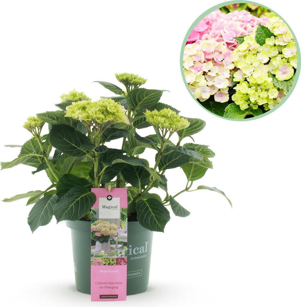 Green boutiQ - Balkonpflanze - Hortensie - Hydrangea Magical Jewel Pink - Rosa - 6-10 Blumen - Topf 23cm Höhe 55cm